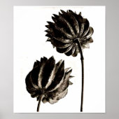 Poster- fotografie-Karl Blossfeldt 38 Poster (Voorkant)