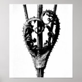 Poster- Fotografie-Karl Blossfeldt 46 Poster (Voorkant)