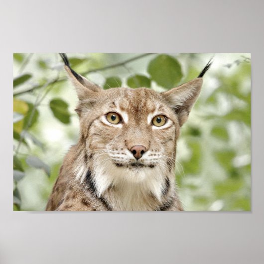 Poster Fotolynx kat, dieren. (Voorkant)