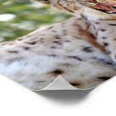 Poster Fotolynx kat, dieren. (Hoek)