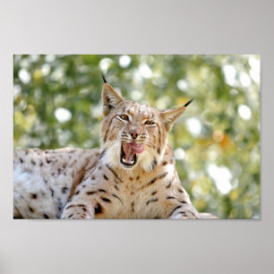 Poster Fotolynx kat, dieren.