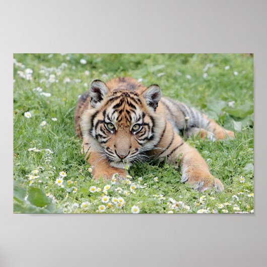 Poster Fototijgerkat, dieren. (Voorkant)