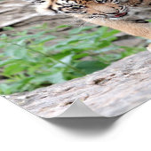 Poster Fototijgerkat, dieren. (Hoek)