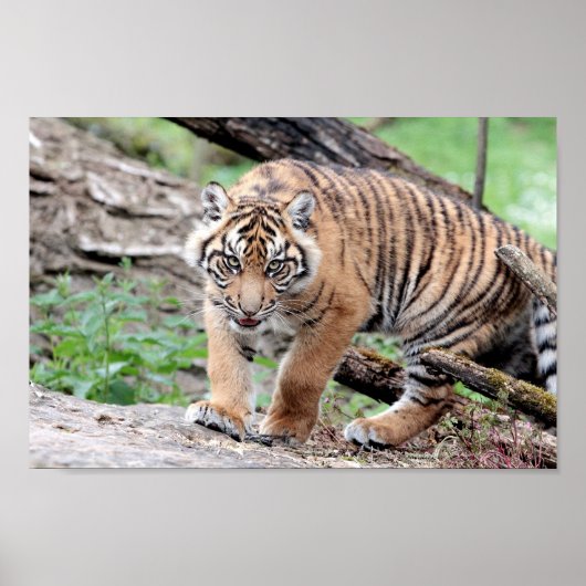 Poster Fototijgerkat, dieren. (Voorkant)