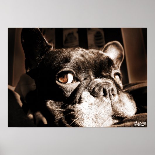 Poster Französischer Bulldogge by Bullylicious (Voorkant)