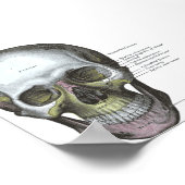Poster-Frontaal Uitzicht van de schedel Poster (Hoek)