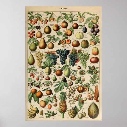 Poster Fruta Adolphe Millot Le Larousse Pour Tous (Voorkant)