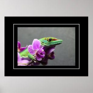 Poster Gecko
