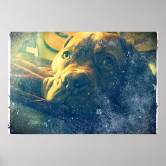 Poster geïnspireerd door Dogue de Bordeaux 