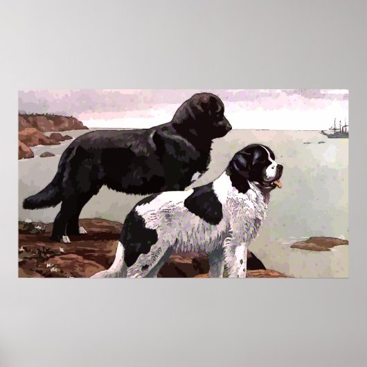 Poster gekleurd Newfoundland (Voorkant)