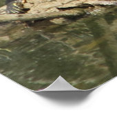 Poster-gekleurde schildpadden poster (Hoek)