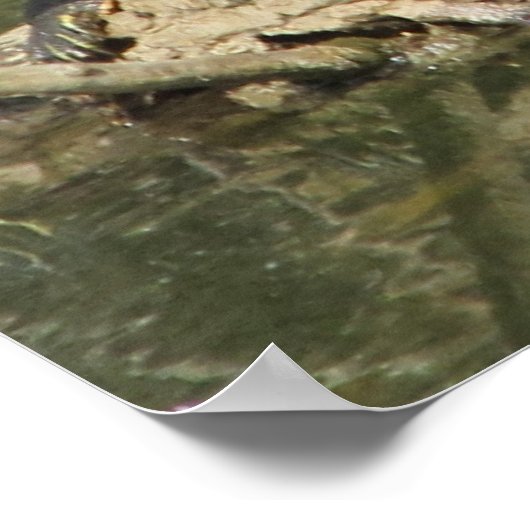 Poster-gekleurde schildpadden poster (Hoek)