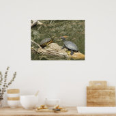 Poster-gekleurde schildpadden poster (Keuken)