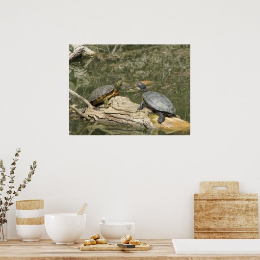 Poster-gekleurde schildpadden poster (Keuken)