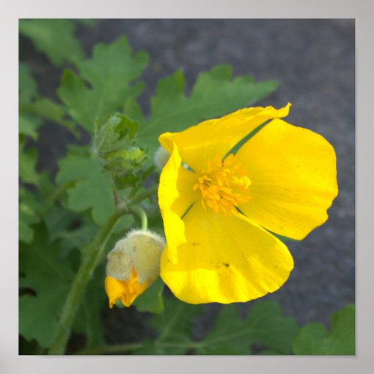 Poster Gele bloemen (Voorkant)