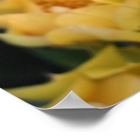 Poster Gele Cactus Flowers (Hoek)