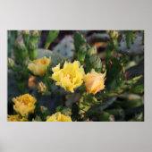 Poster Gele Cactus Flowers (Voorkant)