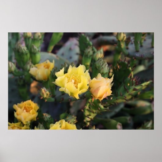 Poster Gele Cactus Flowers (Voorkant)