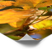 Poster gele eikenbladeren (Hoek)