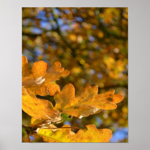 Poster gele eikenbladeren