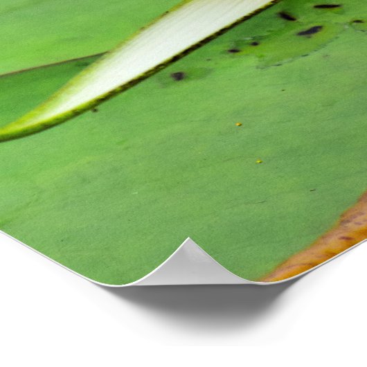 Poster gele en lavender Water Lily Print (Hoek)