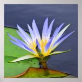 Poster gele en lavender Water Lily Print (Voorkant)