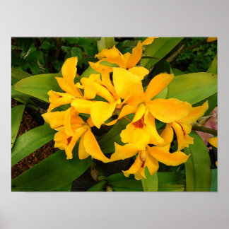 Poster: Gele orchidee-groep Poster