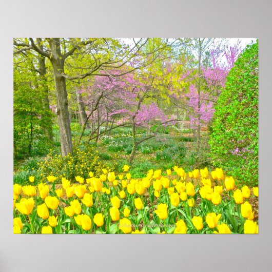 Poster, Gele tulpen en judasbomen Poster (Voorkant)