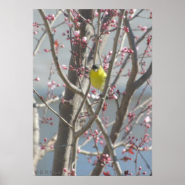 Poster - Gele vink in Cherry tree