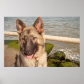 Poster German Shepherd (Voorkant)