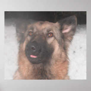 Poster German Shepherd Sticking Tongue