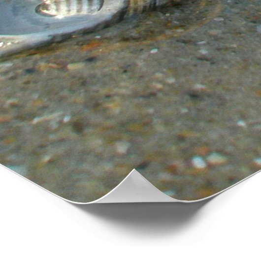 Poster Gestrande kwallen en schelpen (Hoek)