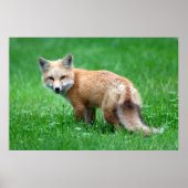 Poster Gigantic Red Fox (Voorkant)