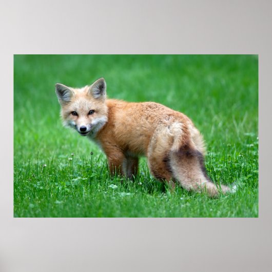 Poster Gigantic Red Fox (Voorkant)