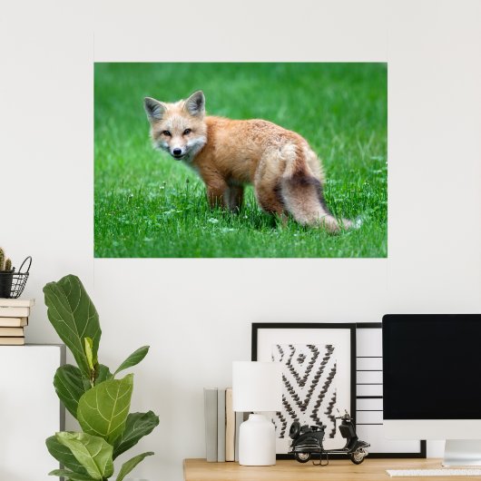 Poster Gigantic Red Fox (Thuiskantoor)