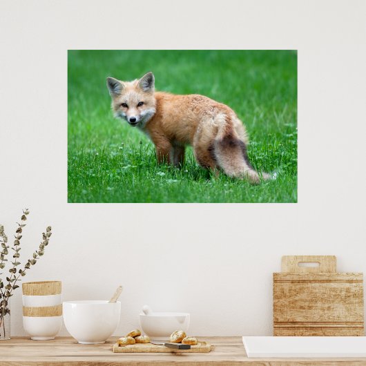 Poster Gigantic Red Fox (Keuken)