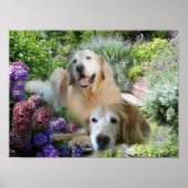 Poster Golden Buddies (Voorkant)