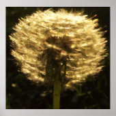 Poster Golden Dreams (Voorkant)