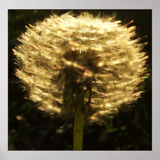 Poster Golden Dreams (Voorkant)