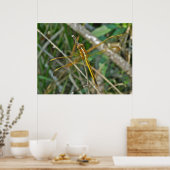 Poster Golden Meadowhawk (Sympetrum) Dragonfly (Keuken)