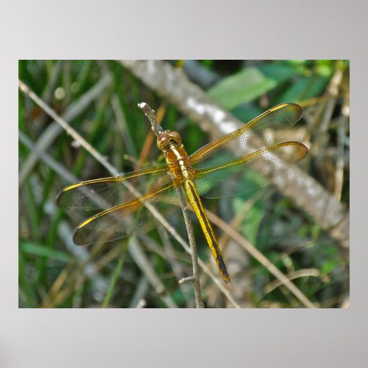 Poster Golden Meadowhawk (Sympetrum) Dragonfly (Voorkant)