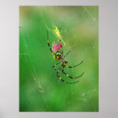 Poster Golden Orb Weaver Spider (Voorkant)
