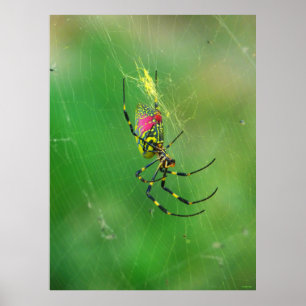 Poster Golden Orb Weaver Spider