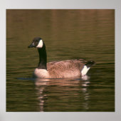 Poster - GOOSE (Voorkant)