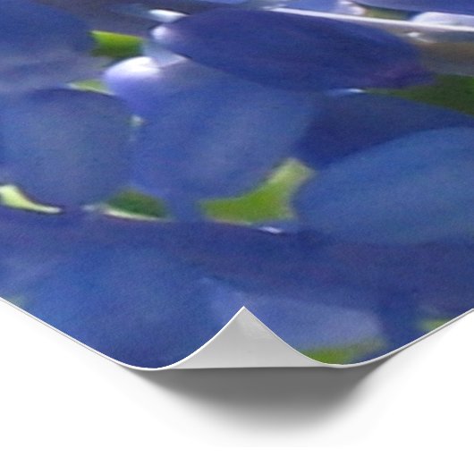 Poster - Graanhyacinth (Hoek)