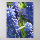 Poster - Graanhyacinth (Voorkant)