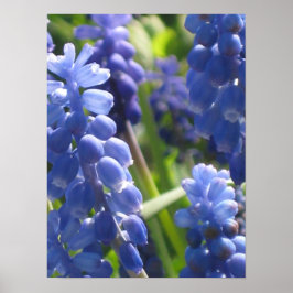 Poster - Graanhyacinth