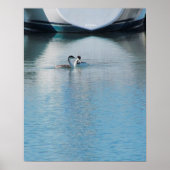 Poster - Grebes on Calm Harbour (Voorkant)