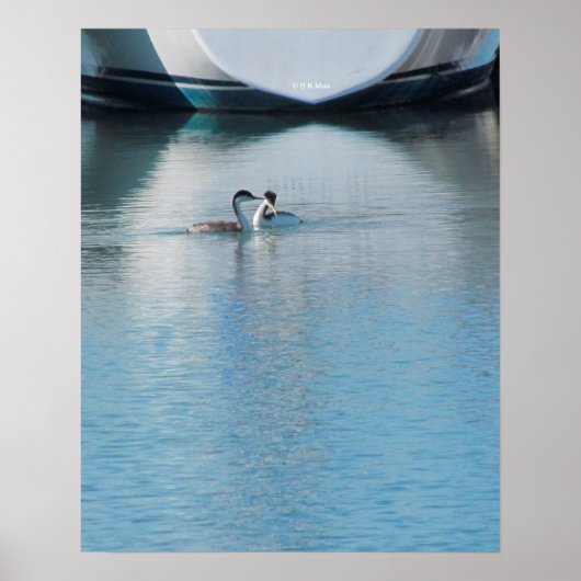 Poster - Grebes on Calm Harbour (Voorkant)