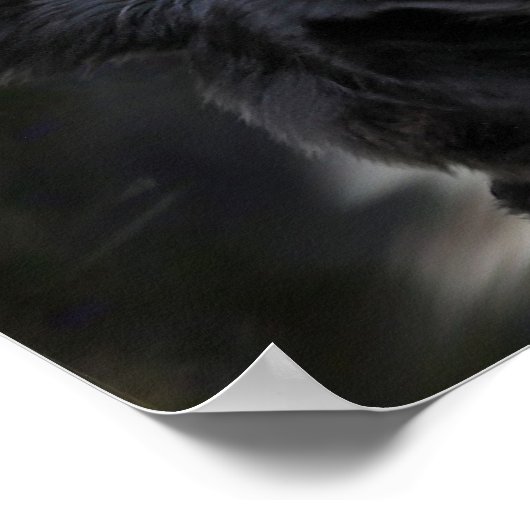 poster grenscollie (Hoek)